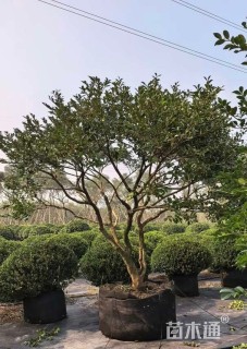 高度250厘米茶梅