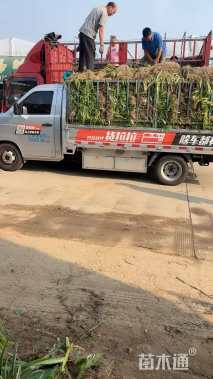 高度30厘米燕尾草