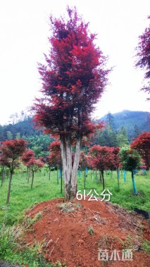 70公分红枫