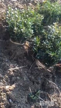 0.5公分无刺枸骨