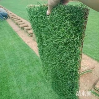 草块状百慕大草