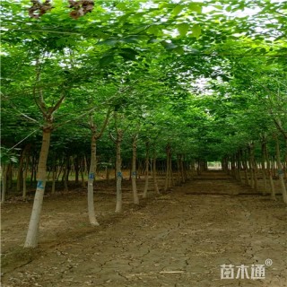8公分白蜡