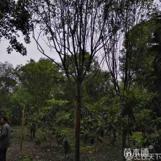10公分大叶女贞