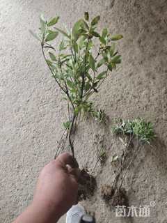 高度40厘米杜鹃