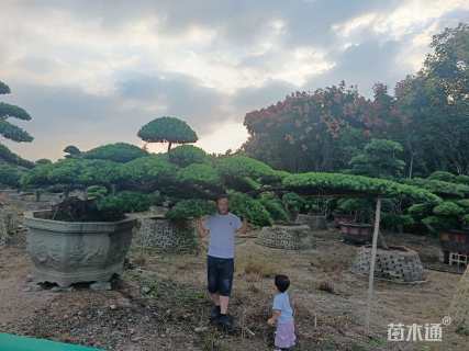 30公分罗汉松