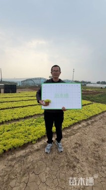 高度10厘米金叶佛甲草