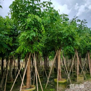 15公分腊肠树