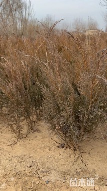 高度80厘米沙地柏