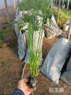 高度40厘米风车草