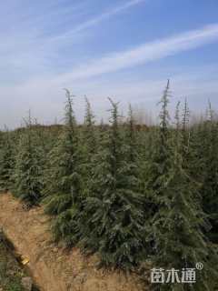 高度150厘米雪松