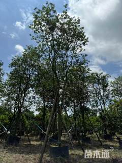 6公分黄花风铃木