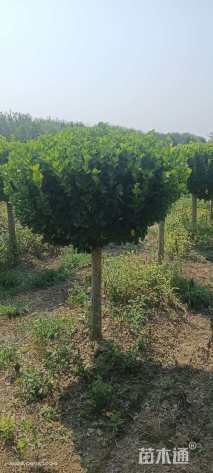 高度180厘米蜀桧