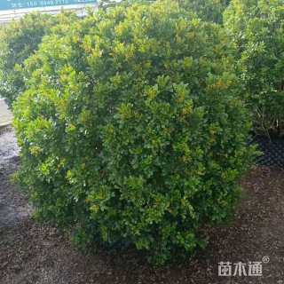 高度120厘米米兰球
