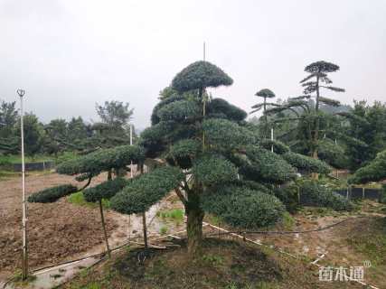 移栽苗造型罗汉松