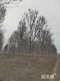 18公分美国红枫