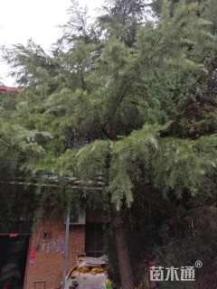 高度600厘米雪松