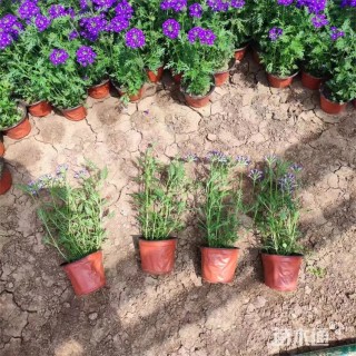 高度28厘米美女樱