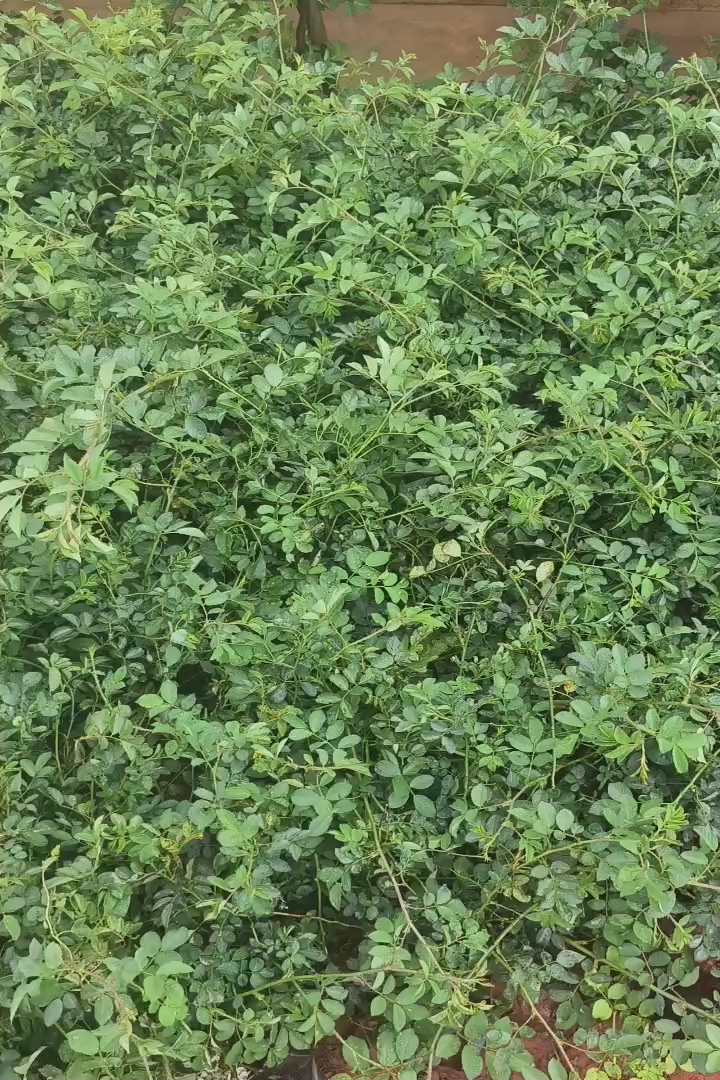 高度30厘米蔷薇