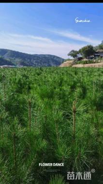 高度80厘米油松