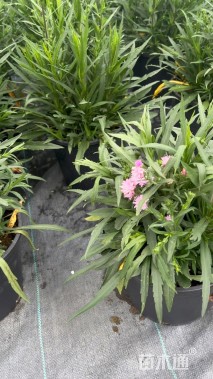 高度30厘米荷兰菊