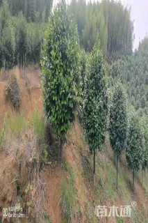 高度330厘米耐冬茶花