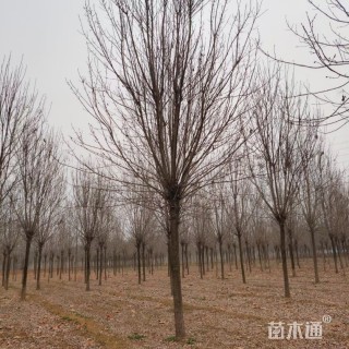 18公分白蜡