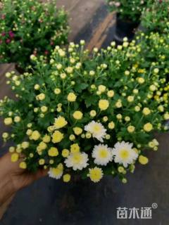 高度25厘米球菊