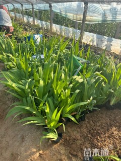 高度30厘米紫鸢尾