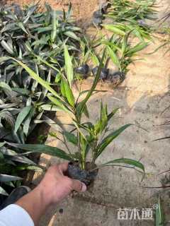 高度40厘米翠芦莉