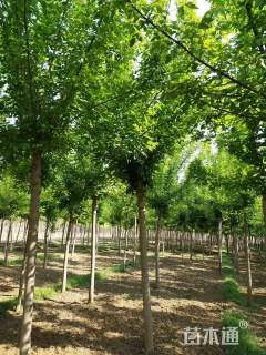 7公分红叶复叶槭