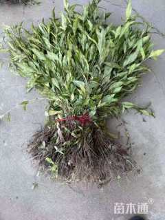 高度50厘米红蓼