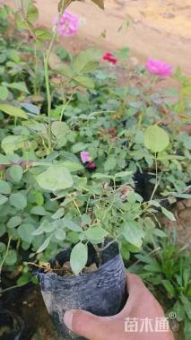 高度30厘米月季