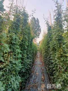 180厘米藤本月季