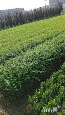 高度50厘米水腊