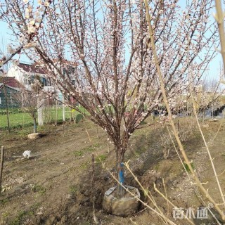 8公分宫粉梅
