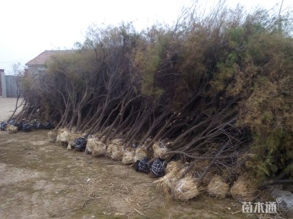 高度350厘米柽柳