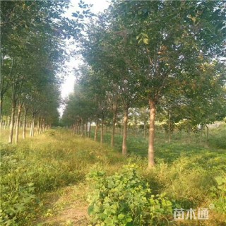 10公分白蜡