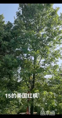 15公分美国红枫