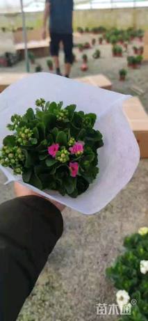 高度20厘米长寿花