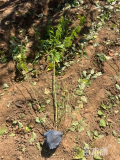 高度80厘米棣棠