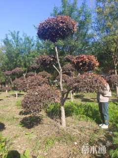 6公分造型红叶李