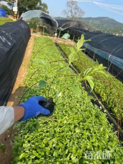 高度40厘米花叶假连翘