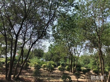 40公分(3杆)丛生乌桕