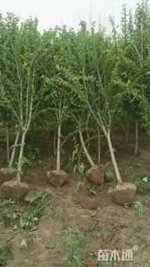 高度160厘米木槿