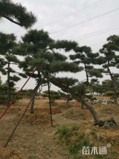 高度250厘米黑松