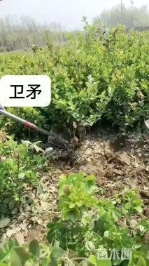 高度50厘米胶东卫矛