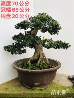 10公分珍珠罗汉松