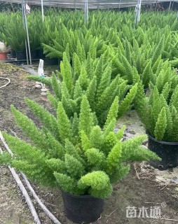 高度30厘米狐尾天门冬