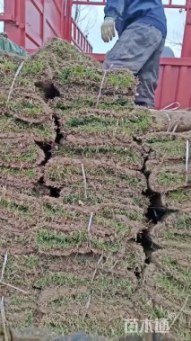 草块状马尼拉草