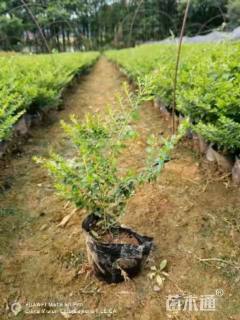 高度30厘米满天星